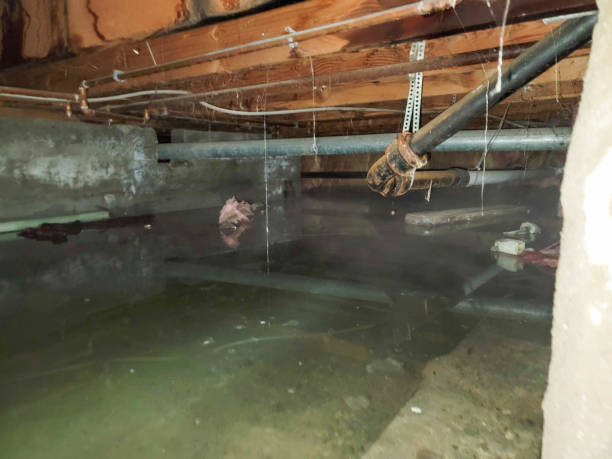 Best Water damage contractors near me  in Pinetops, NC
