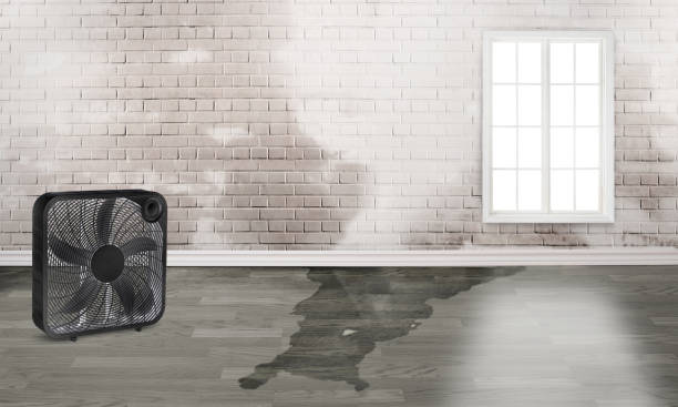Best Water damage cleanup near me  in Pinetops, NC